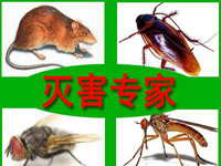 怎樣預(yù)防老鼠？